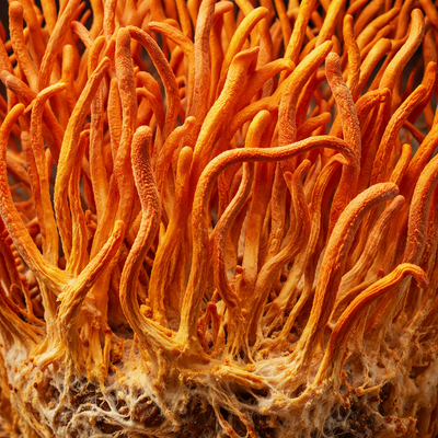 Cordyceps Militaris